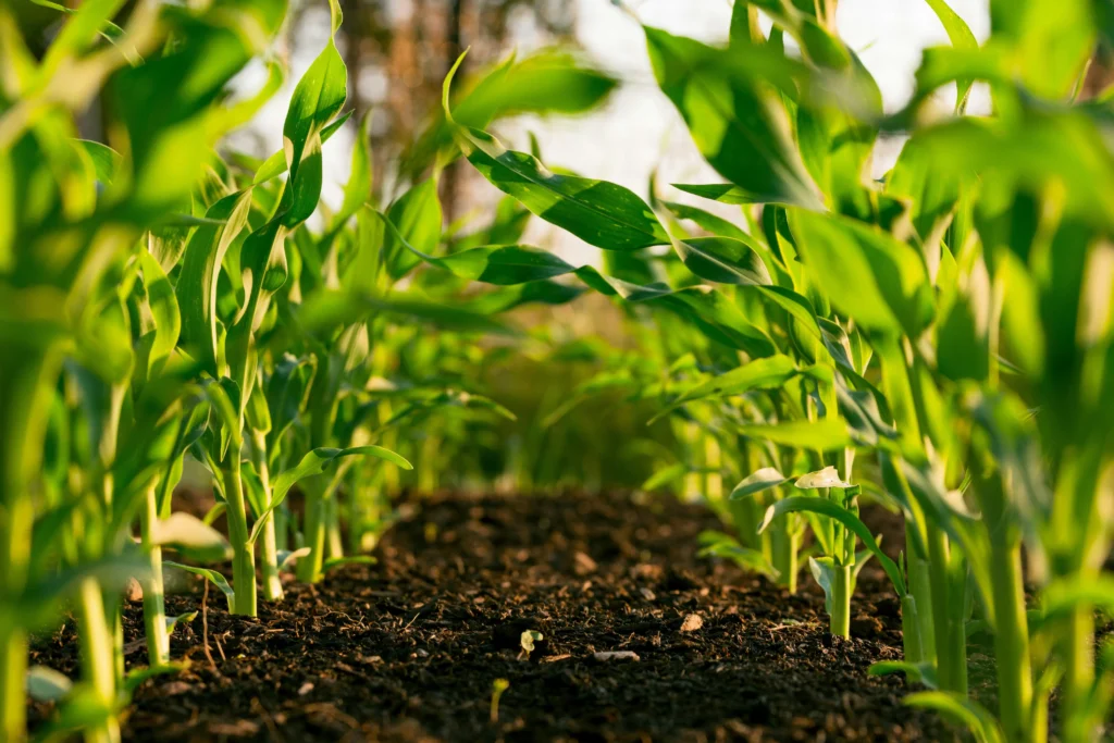 secteur de l'agriculture ou solus pourais etre utilisé